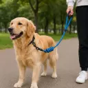 360 PET Dog Leash with Comfortable Padded Handle