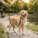 360 PET Dog Leash with Highly Reflective Threads
